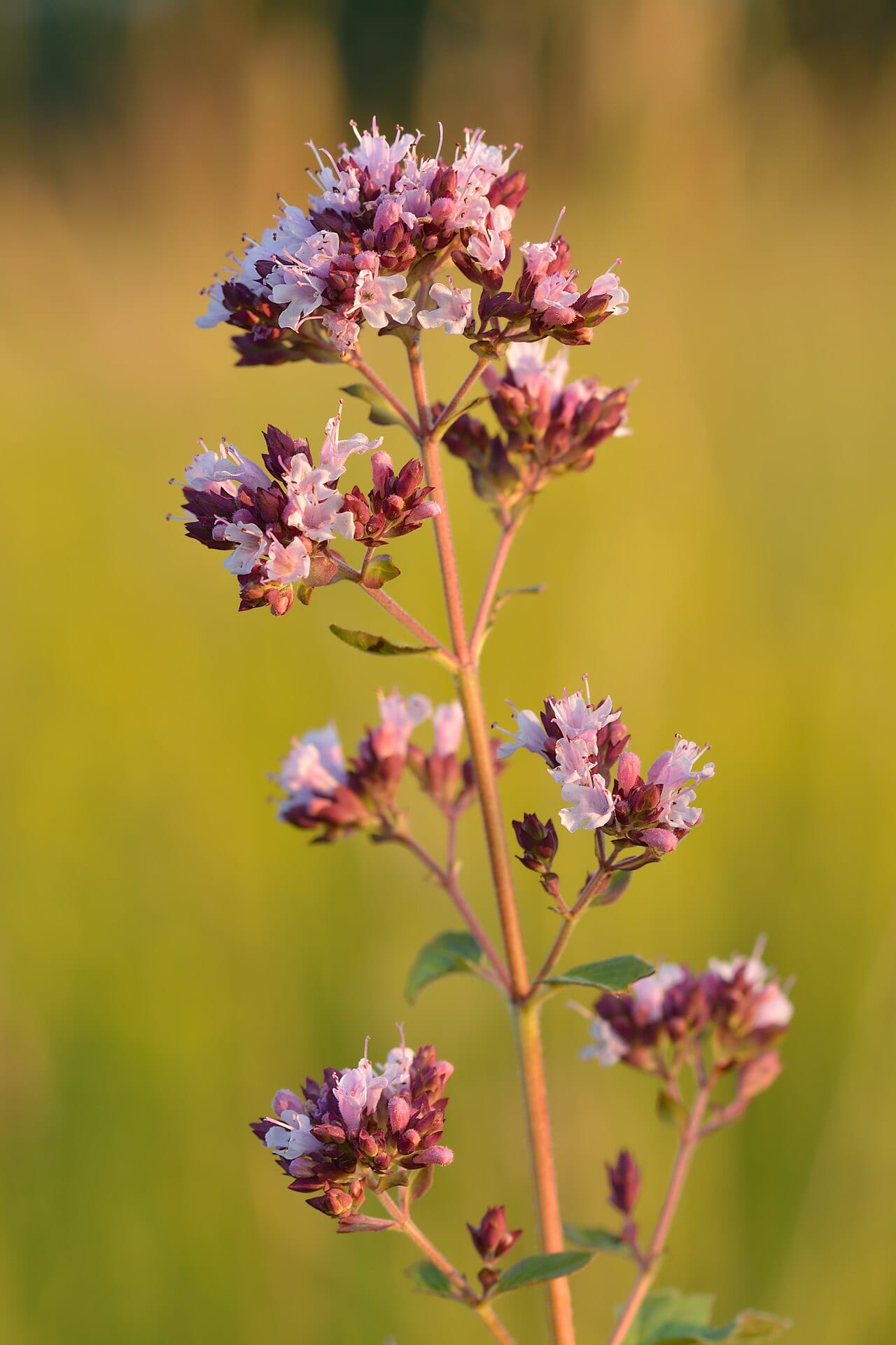 Oregano (Origanum vulgare)