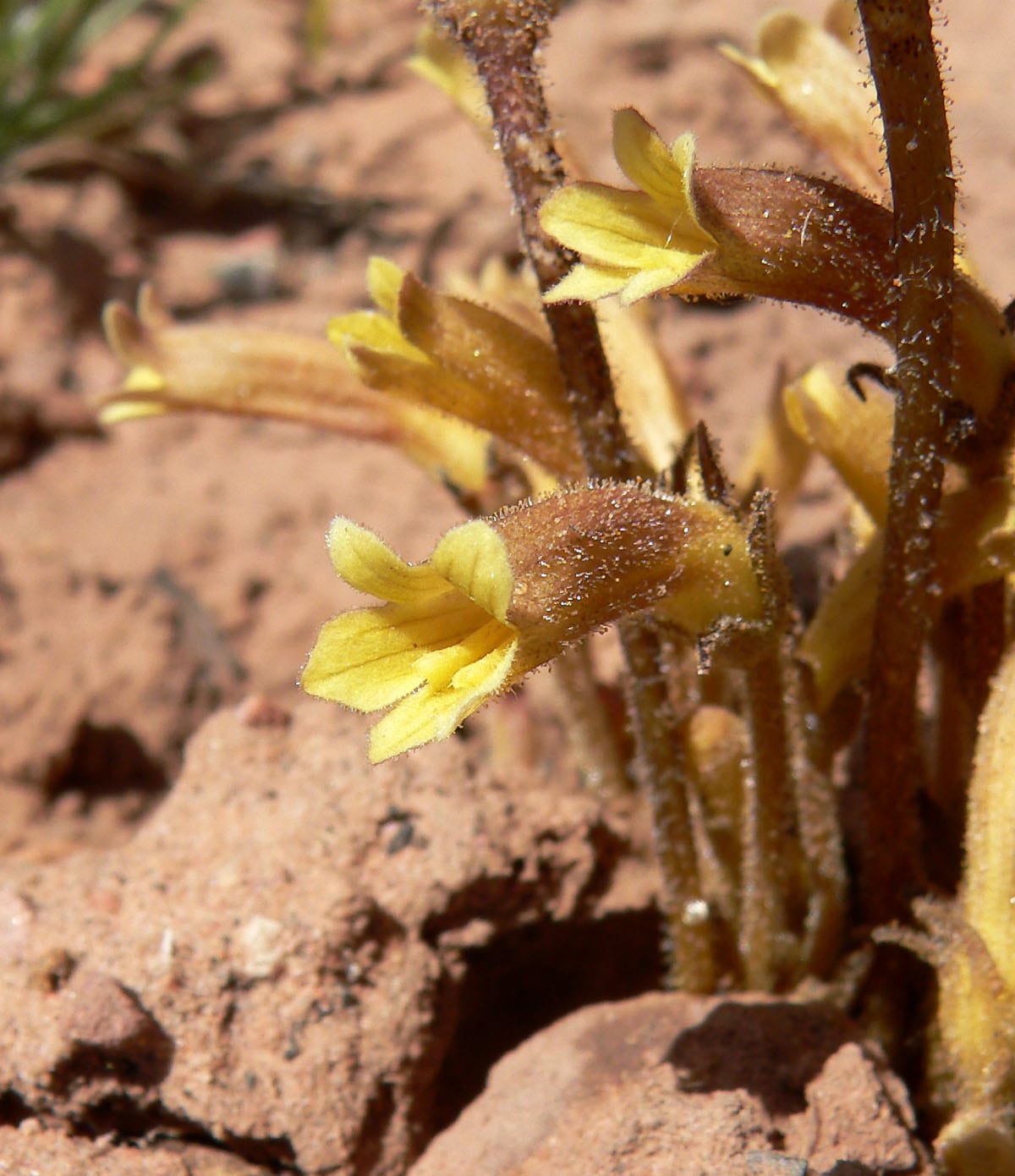 Clustered broomrape (Orobanche fasciculata)