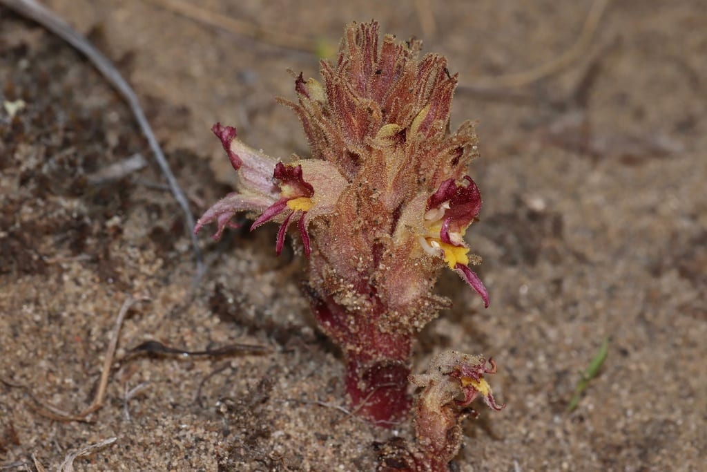 Louisiana broomrape (Orobanche ludoviciana ssp. ludoviciana)