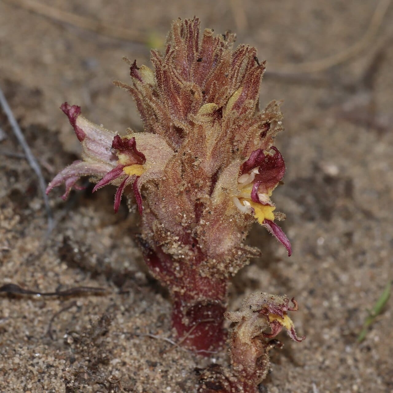 Louisiana broomrape (Orobanche ludoviciana)