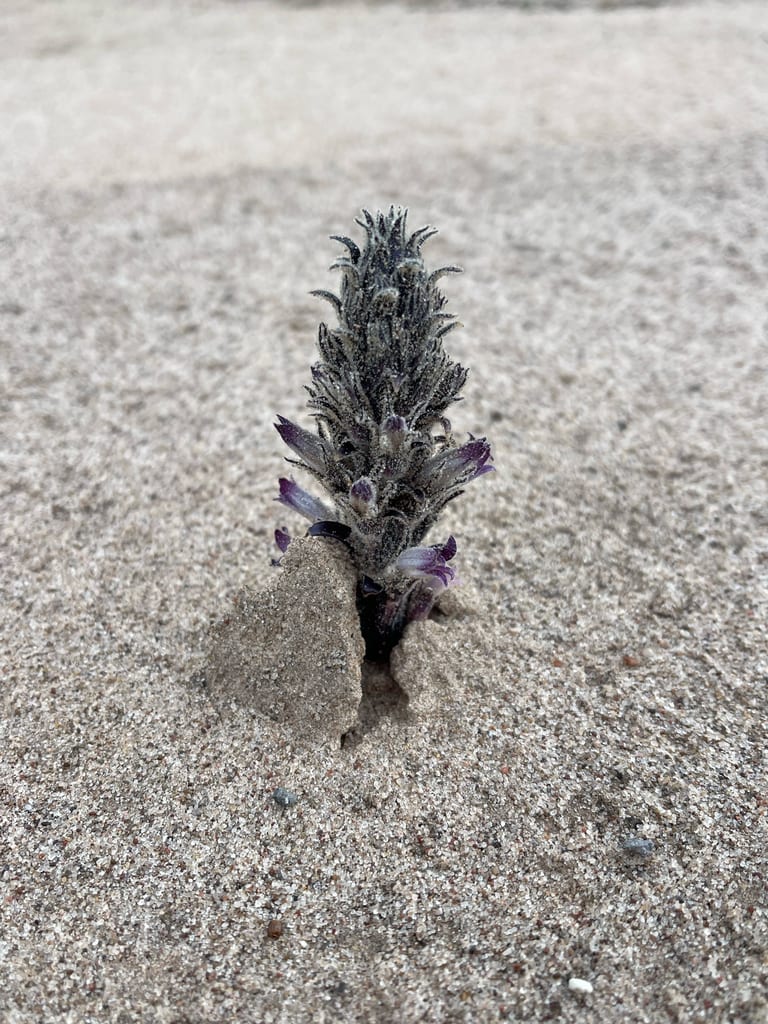River broom rape (Orobanche riparia)