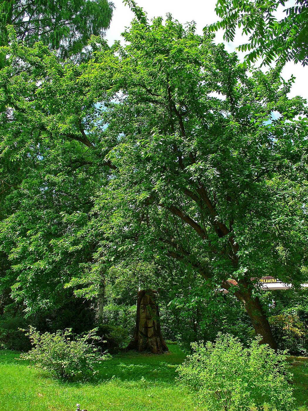 Mature Osage Orange (Maclura pomifera) tree with broad rounded crown in summer foliage