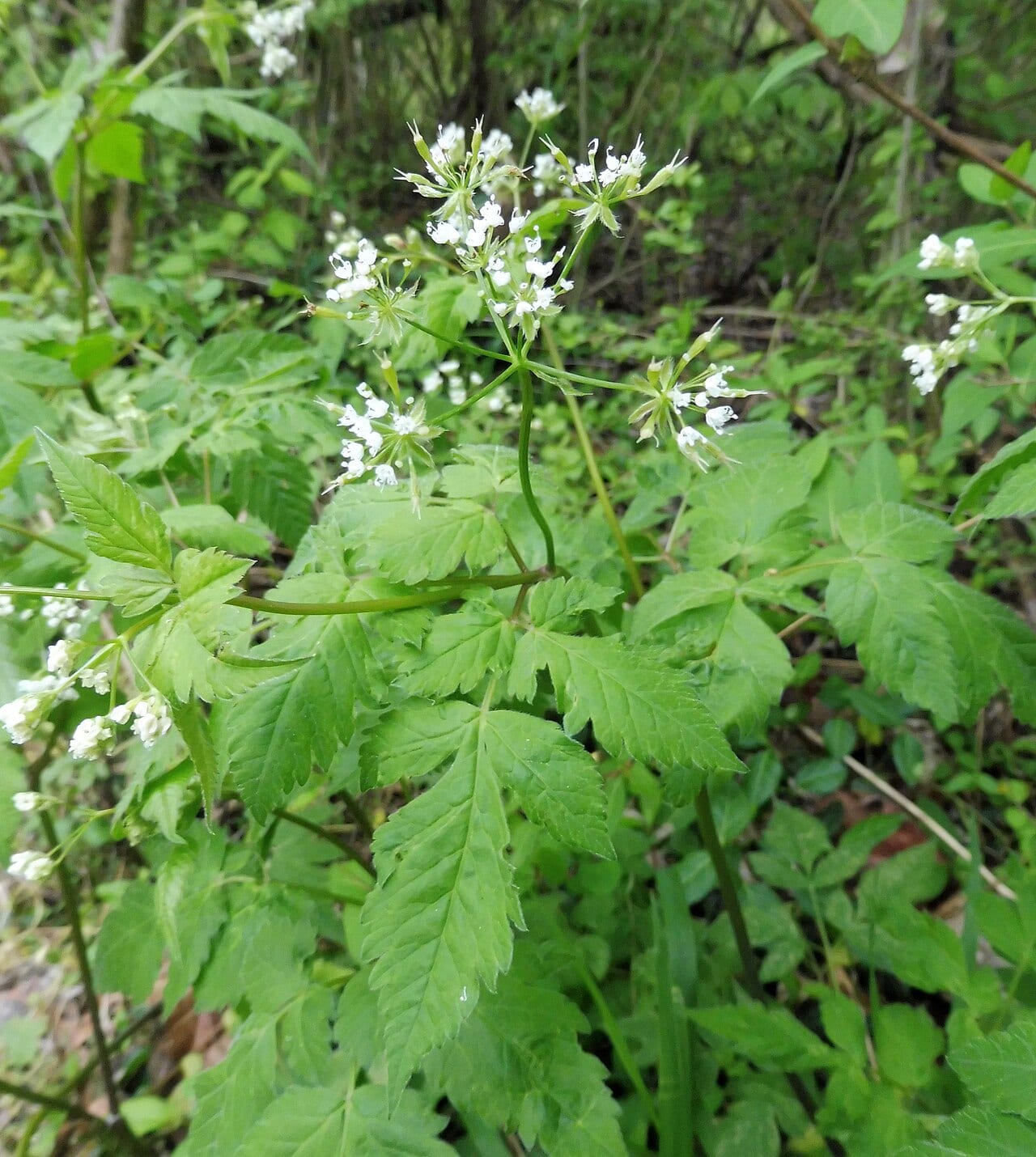 Longstyle sweetroot (Osmorhiza longistylis)