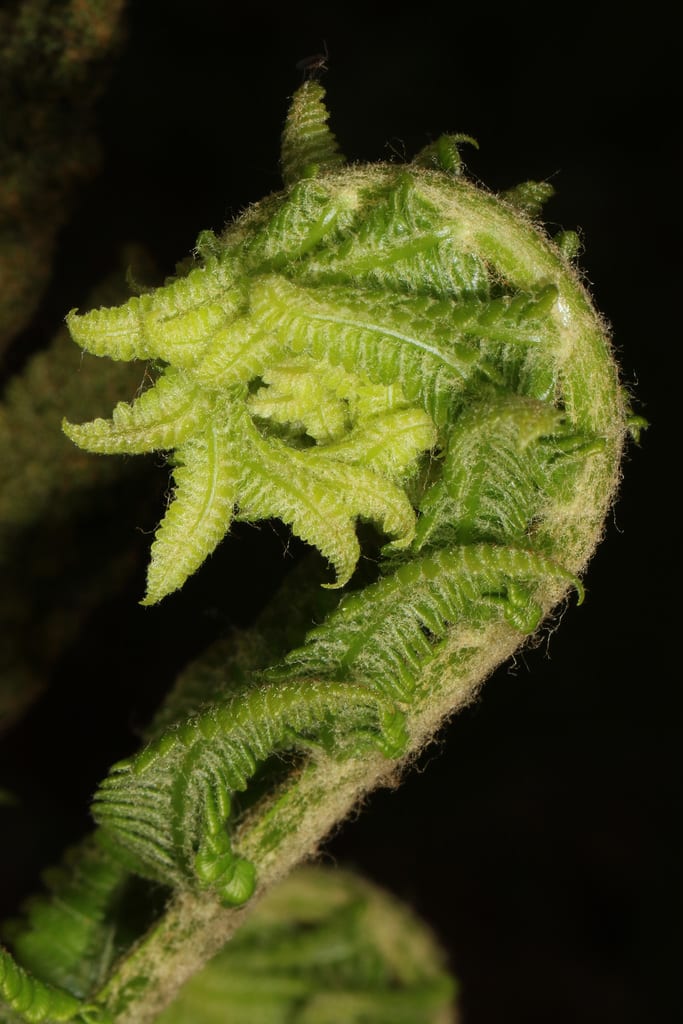 Cinnamon fern (Osmunda cinnamomea var. glandulosa)