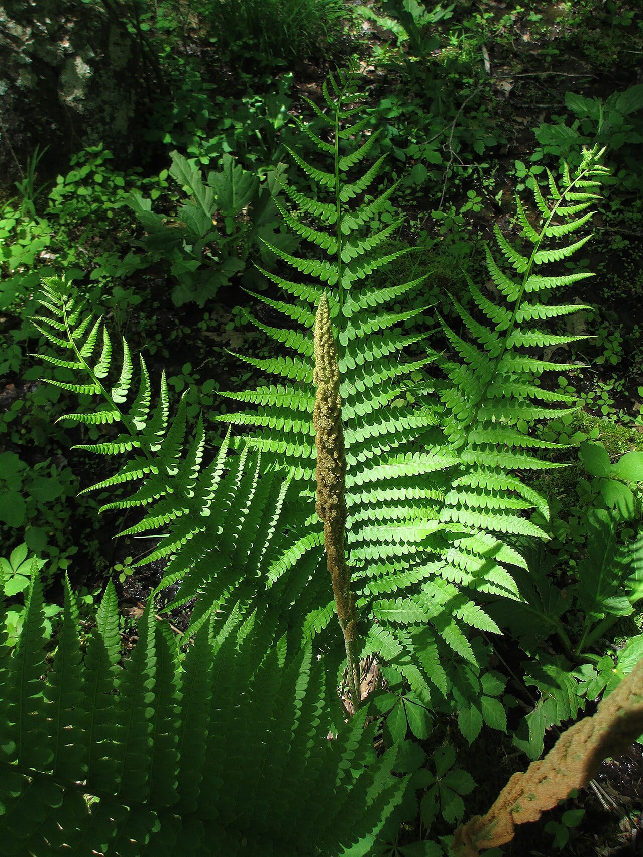 Cinnamon fern (Osmunda cinnamomea)