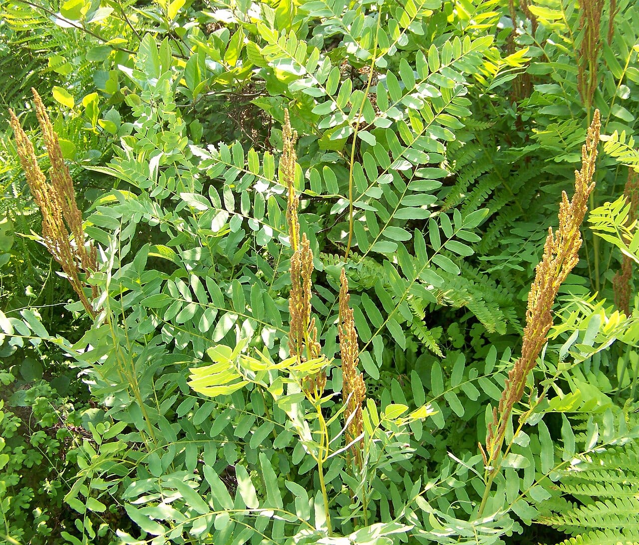 Royal fern (Osmunda regalis var. spectabilis)