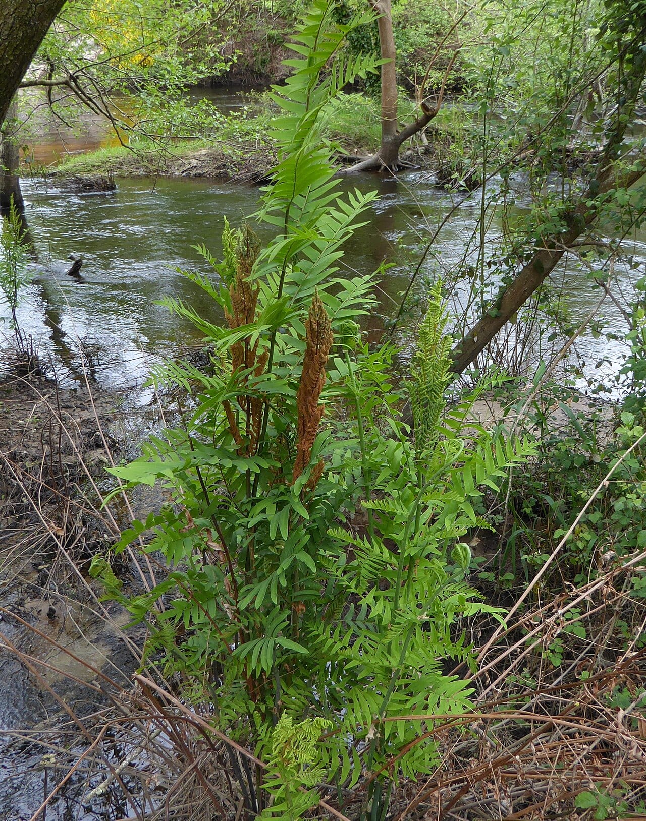 Royal fern (Osmunda regalis)