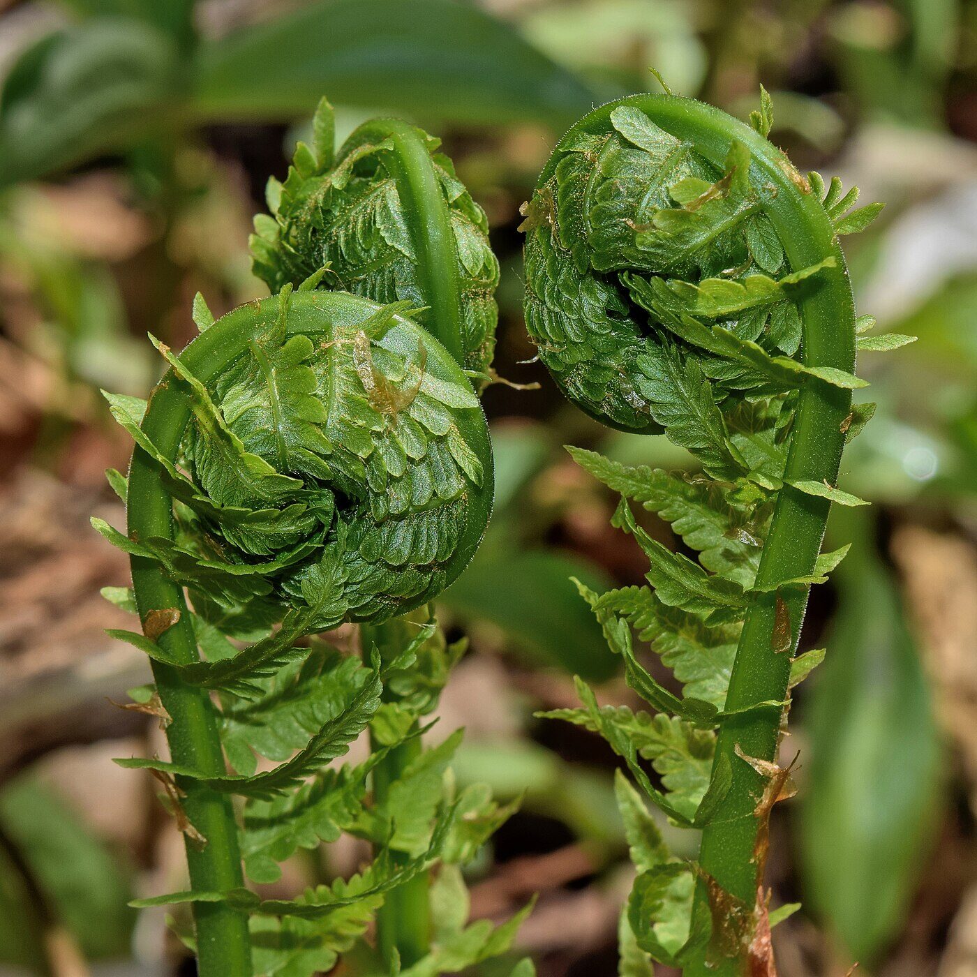 Ostrich Fern (Matteuccia struthiopteris) — symmetrical vase-shaped clump of feathery green fronds