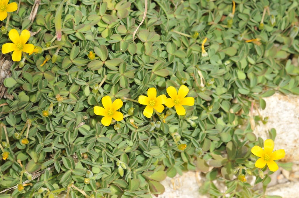 Radishroot woodsorrel (Oxalis albicans ssp. albicans)