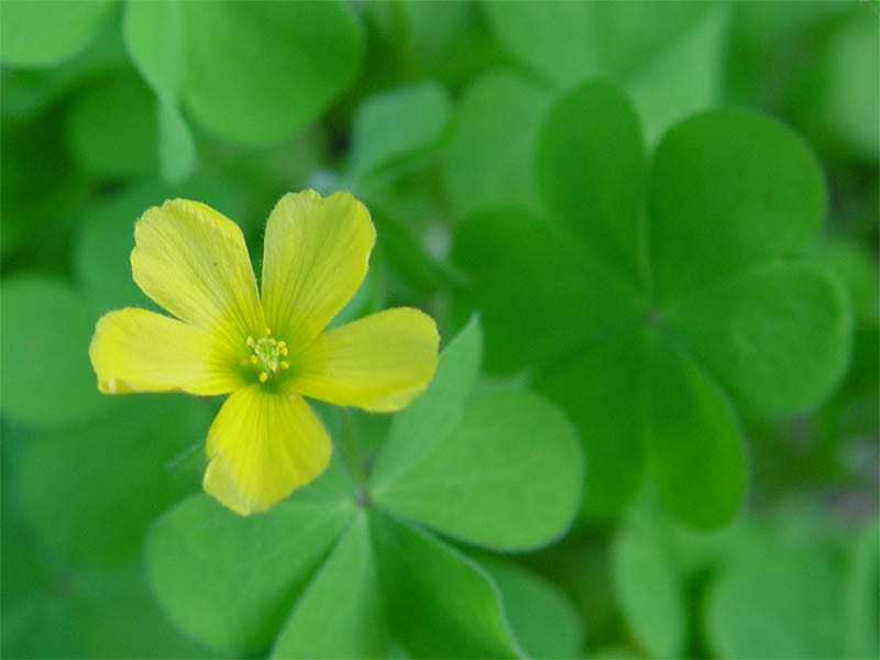 Radishroot woodsorrel (Oxalis albicans)