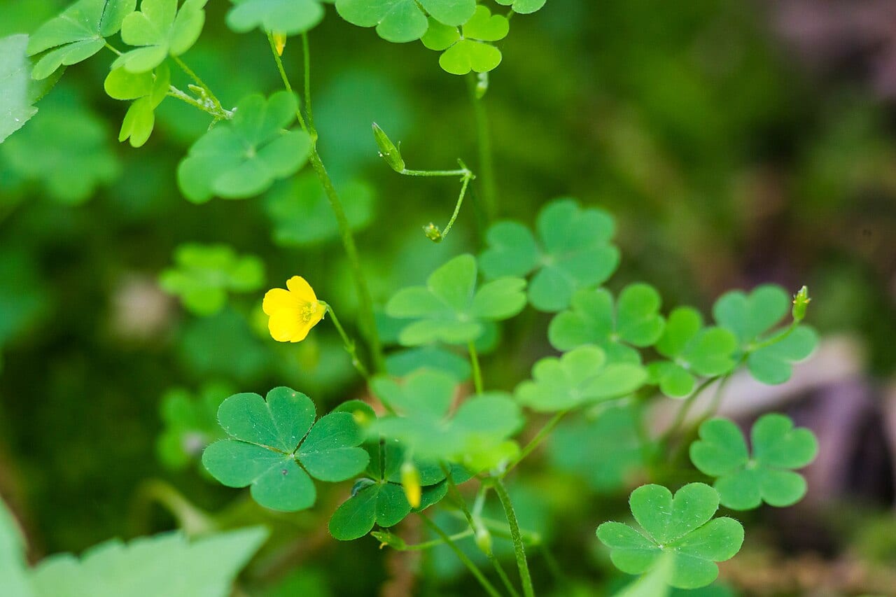 Slender yellow wood sorrel (Oxalis dillenii)