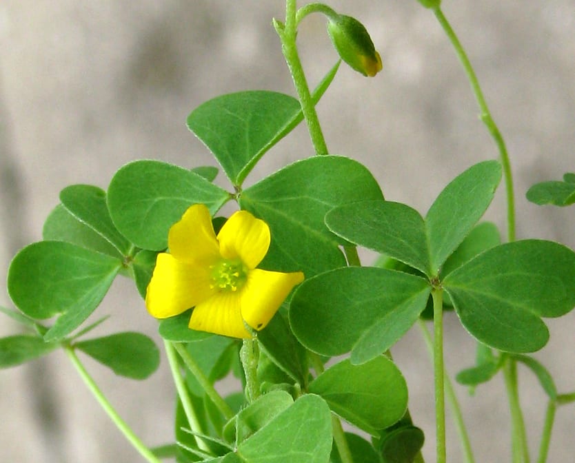 Common yellow oxalis (Oxalis stricta)