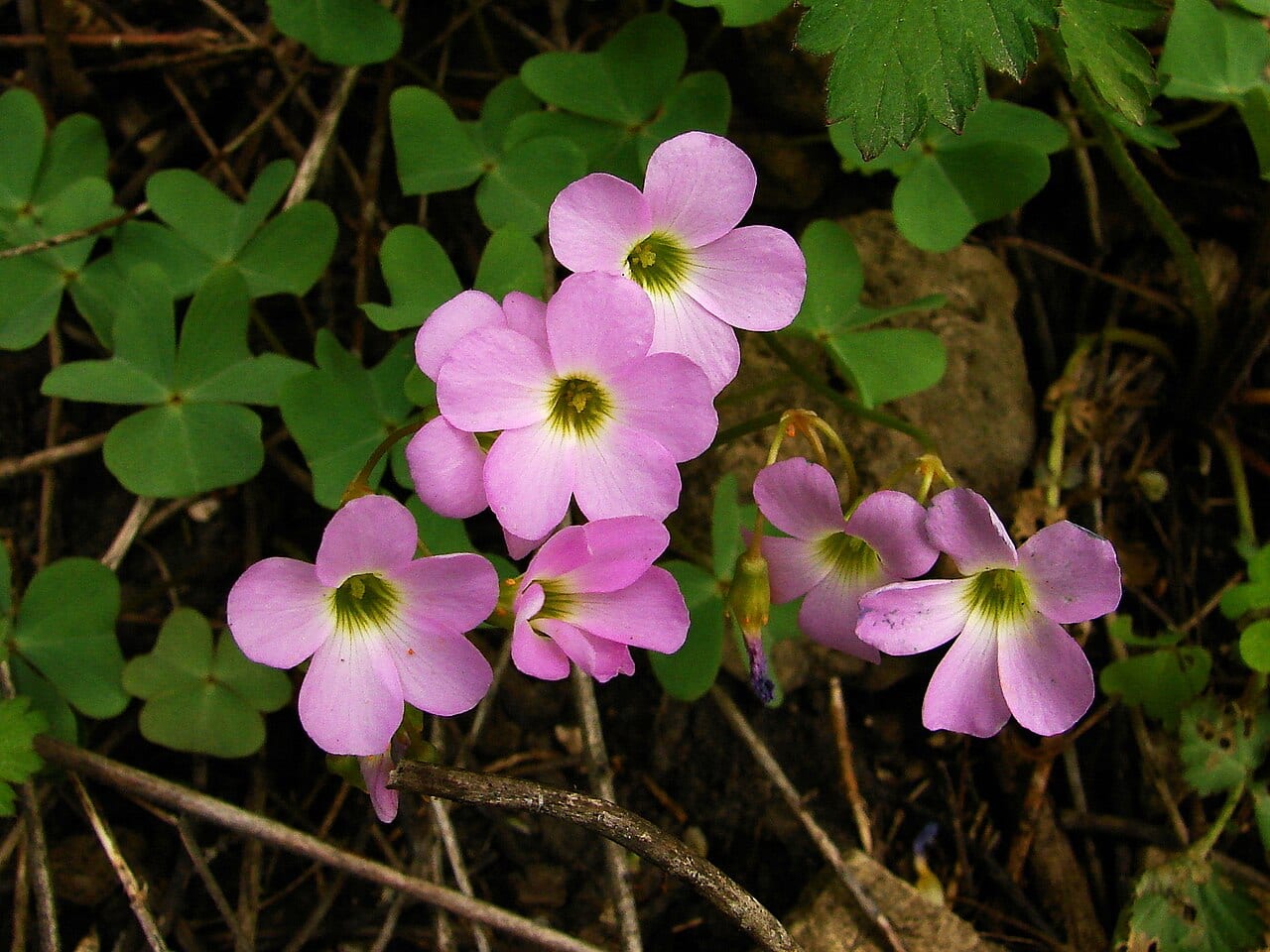 Violet woodsorrel (Oxalis violacea)