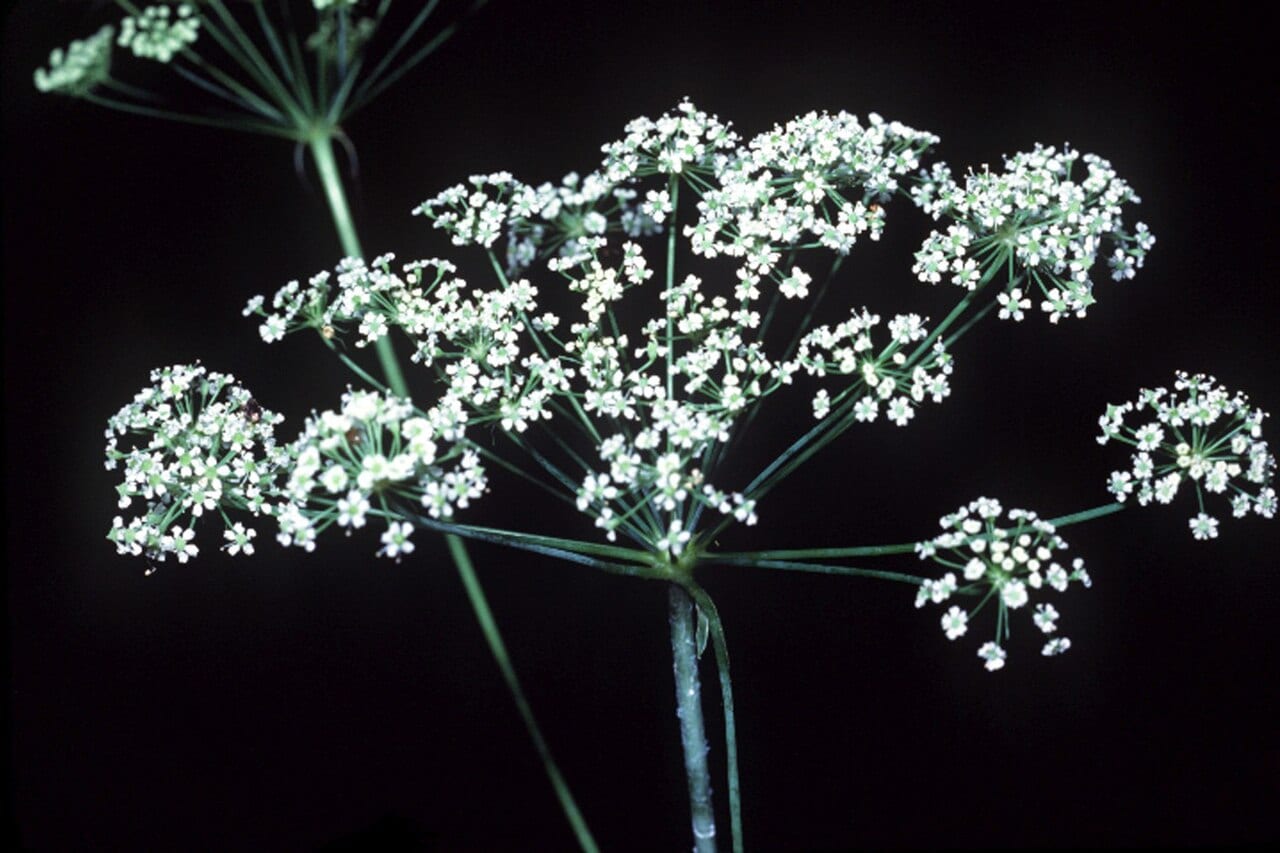 Stiff cowbane (Oxypolis rigidior)