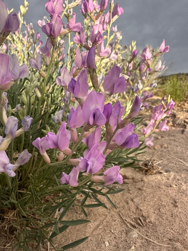 Purple locoweed (Oxytropis lambertii var. bigelovii)