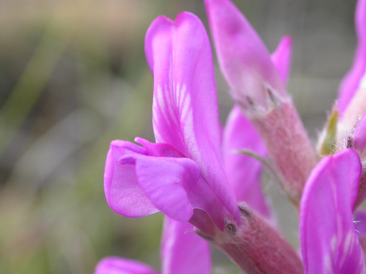 Purple locoweed (Oxytropis lambertii)
