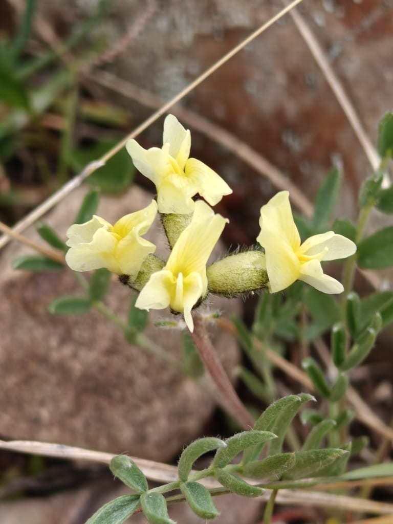 White locoweed (Oxytropis sericea var. sericea)
