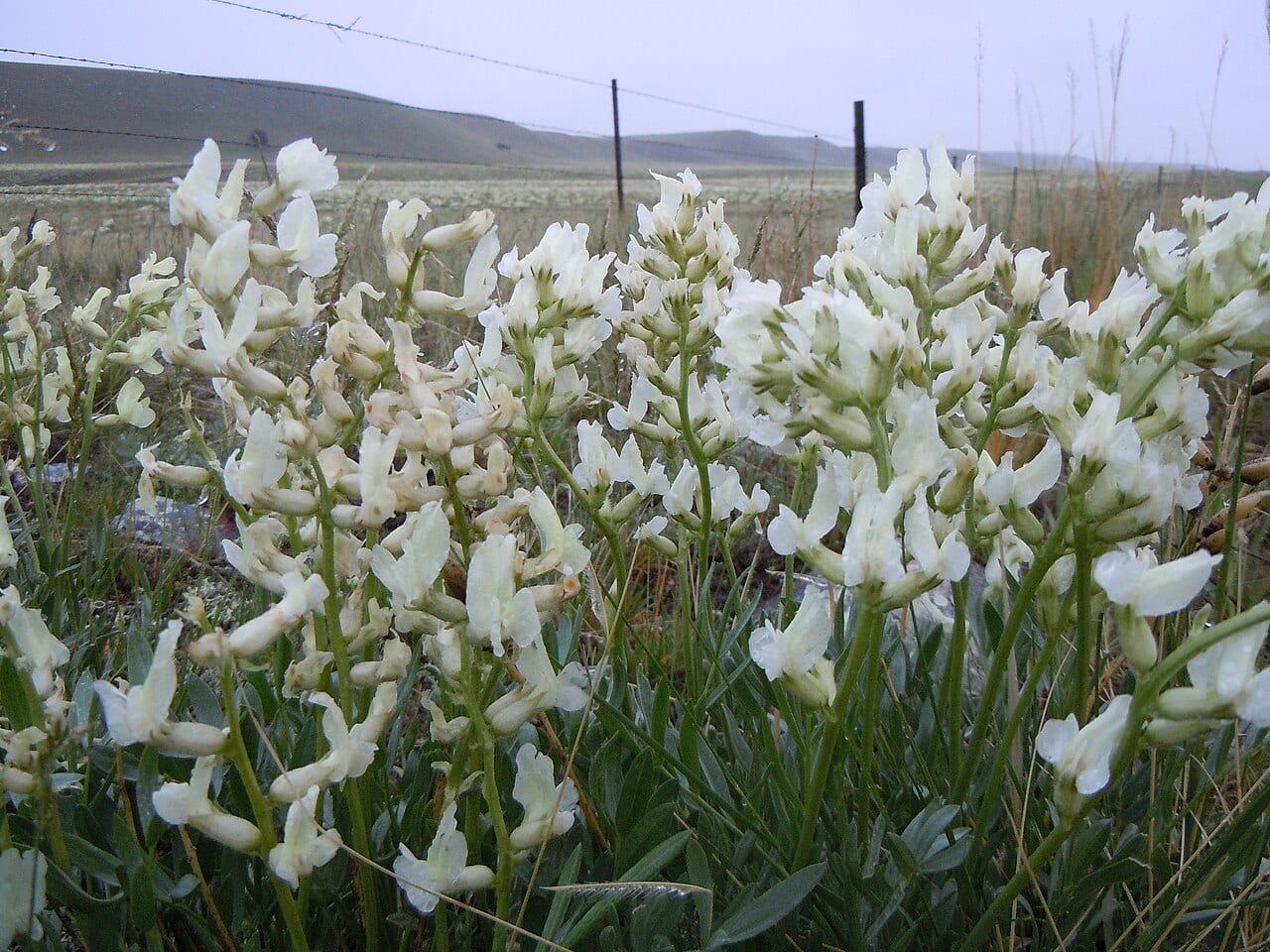 White locoweed (Oxytropis sericea)