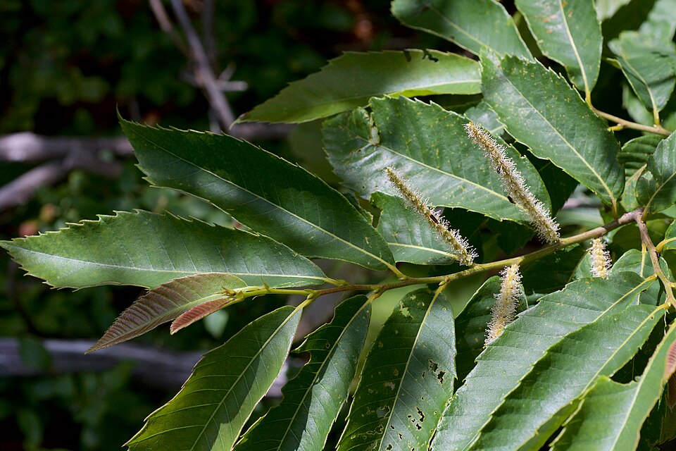 Ozark Chinquapin (Castanea ozarkensis) — chestnut leaves and spiny burs with developing nuts