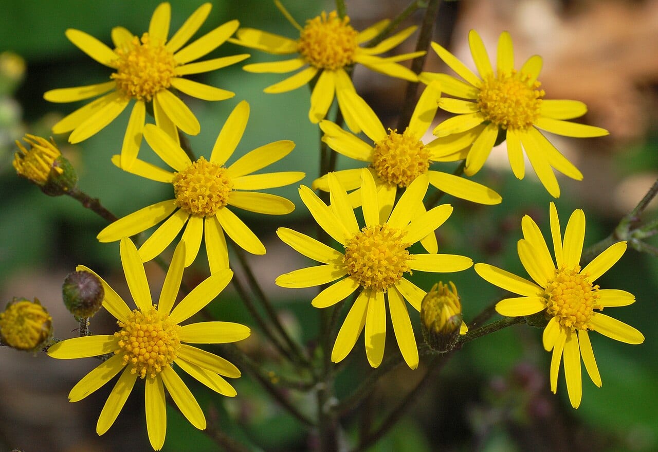 Golden groundsel (Packera aurea)