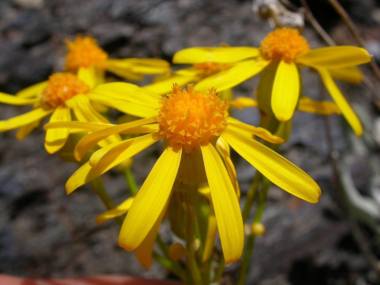 Woolly groundsel (Packera cana)