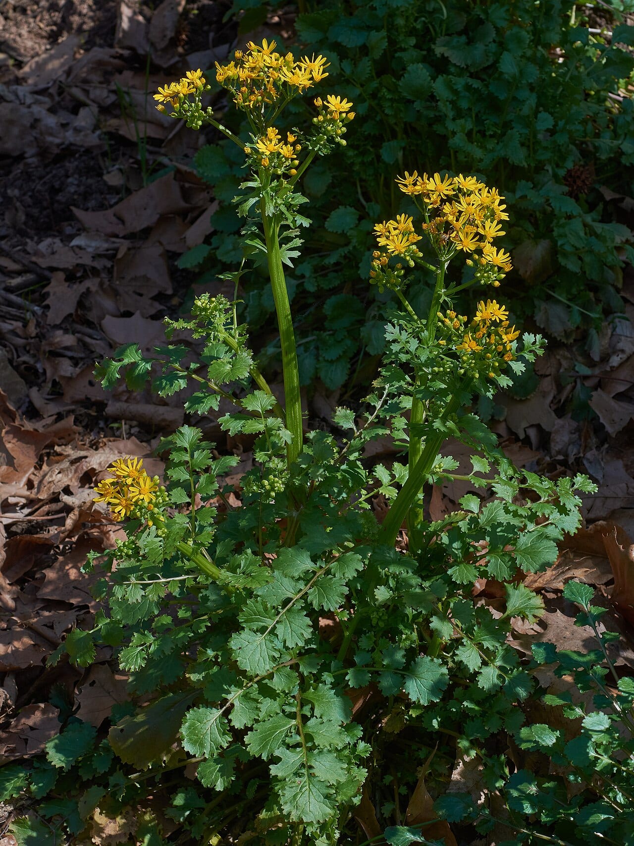 Butterweed (Packera glabella)