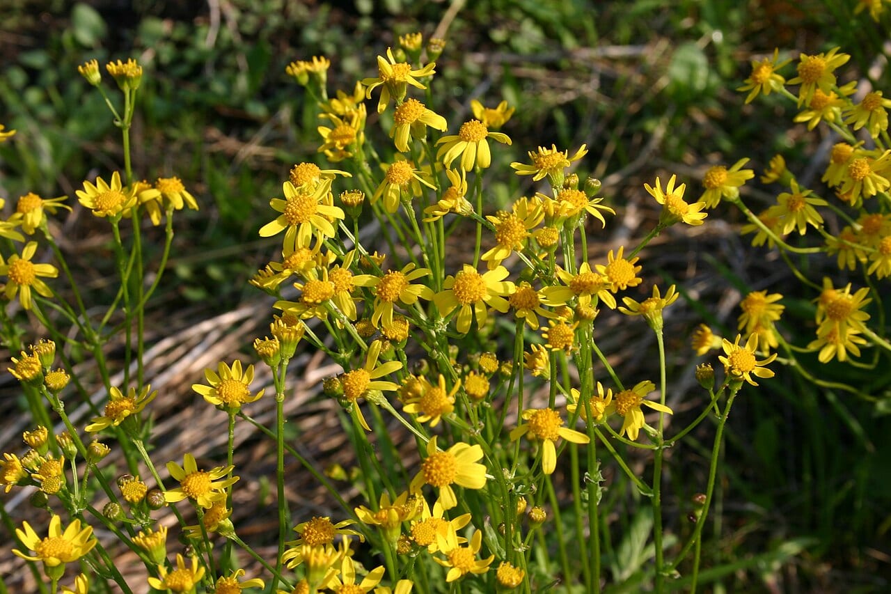 Golden groundsel (Packera obovata)