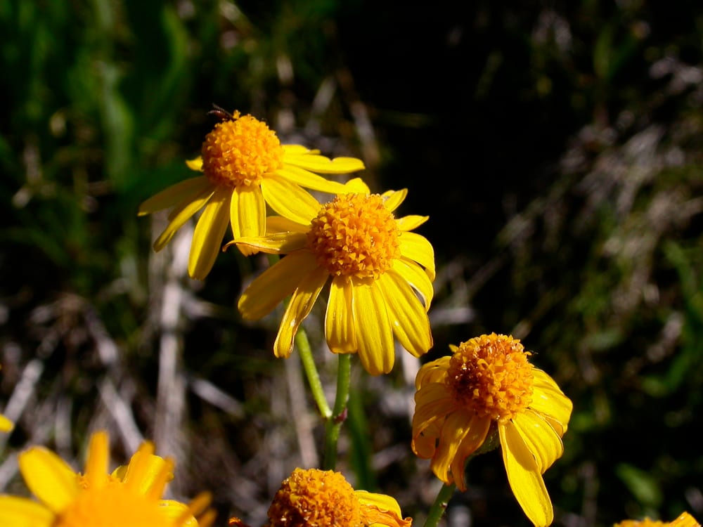 Balsam groundsel (Packera paupercula)
