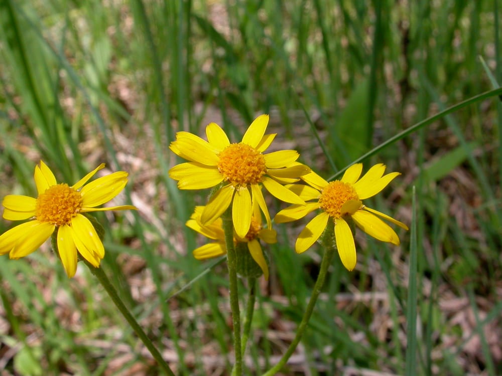Prairie groundsel (Packera plattensis)