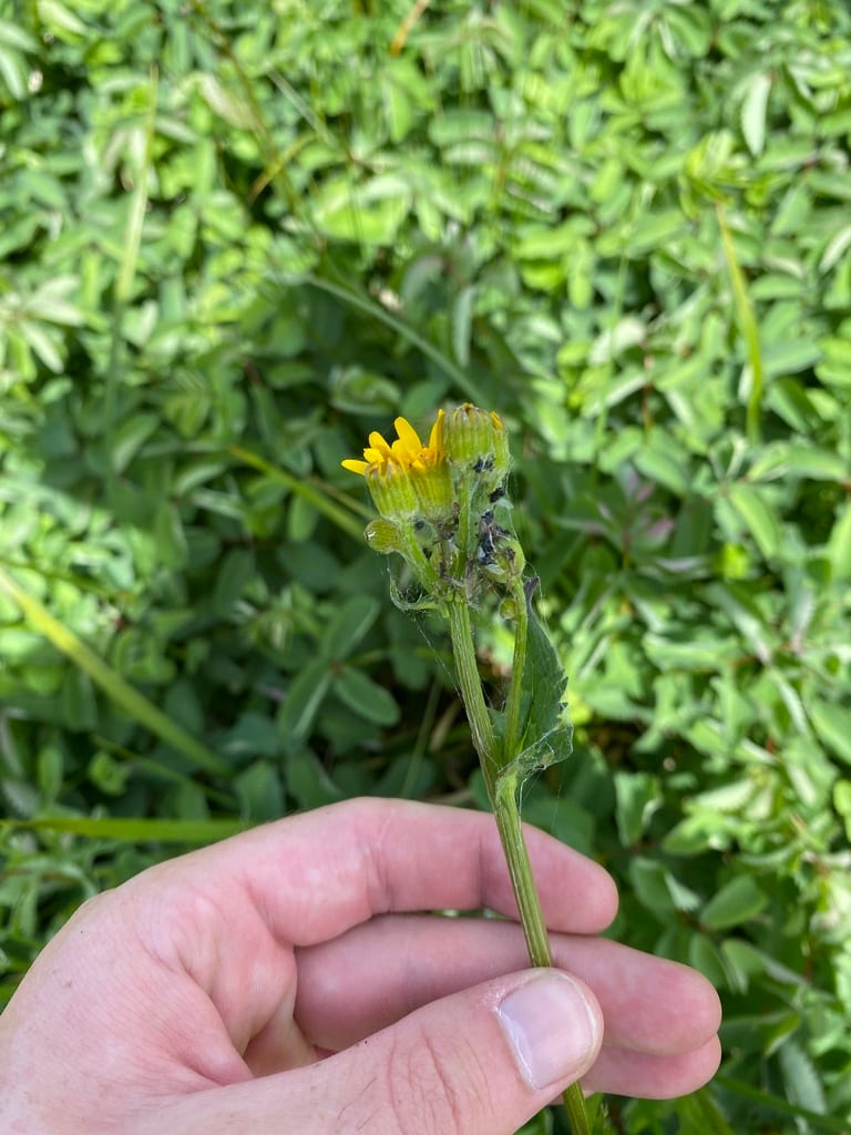 Falsegold groundsel (Packera pseudaurea var. semicordata)