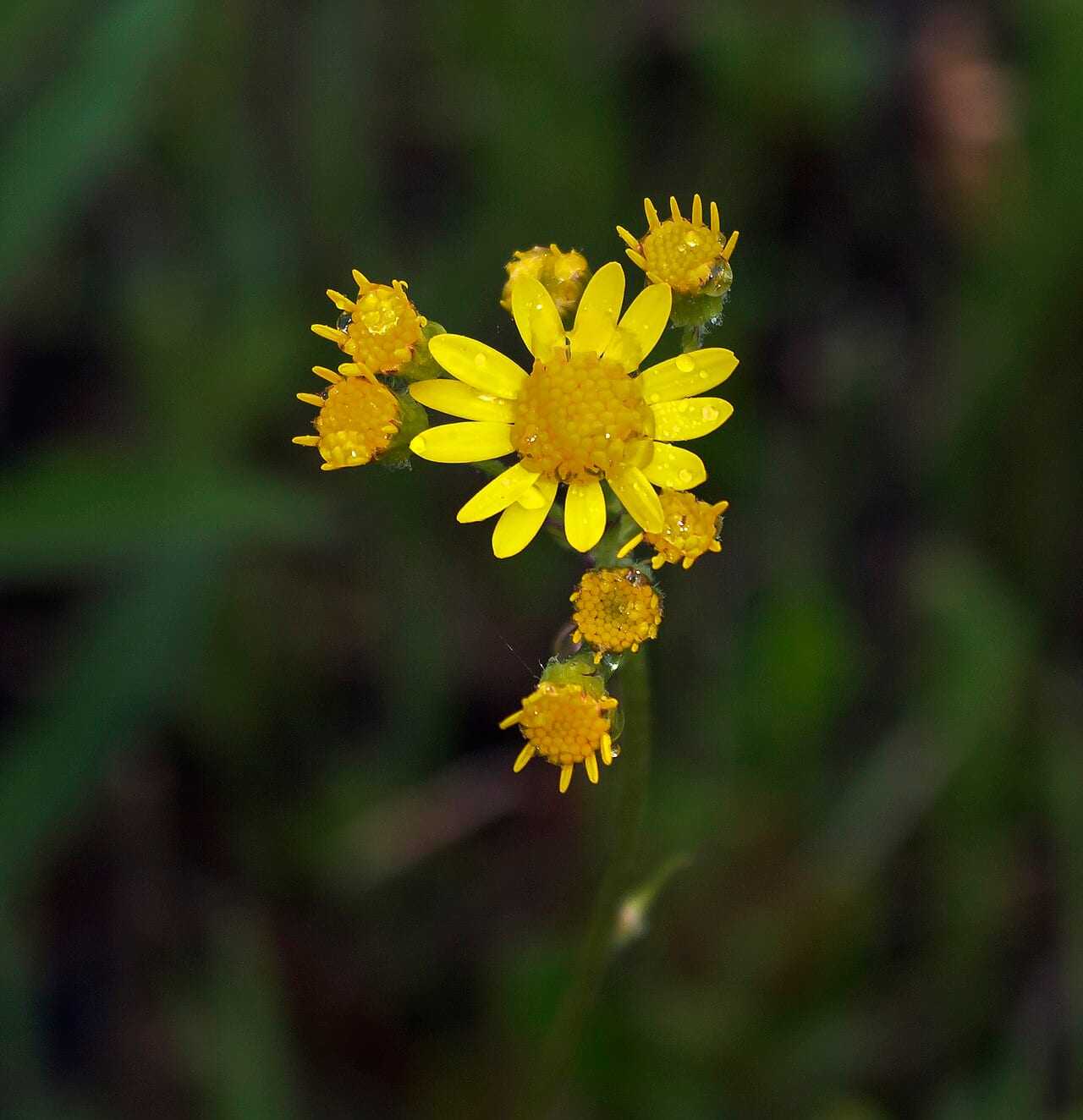 False gold groundsel (Packera pseudaurea)