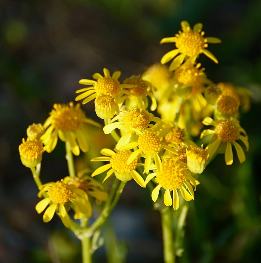 Threetooth ragwort (Packera tridenticulata)