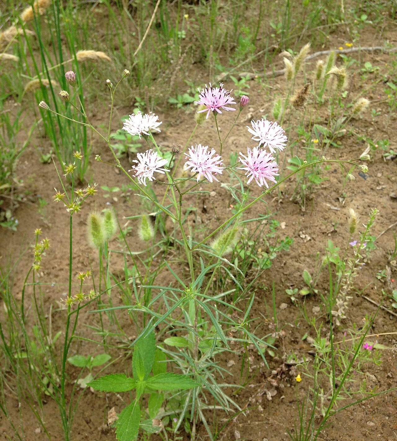 Small palafox (Palafoxia callosa)