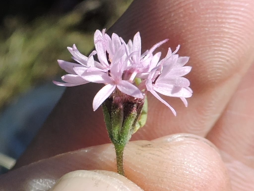 Rosy palafox (Palafoxia rosea var. macrolepis)