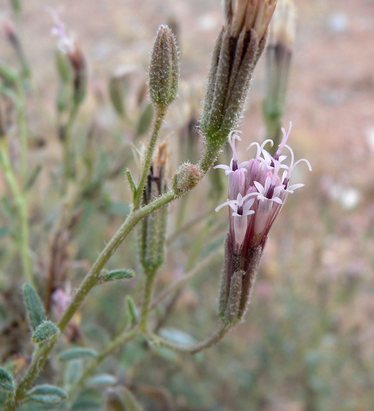 Rosy palafox (Palafoxia rosea)