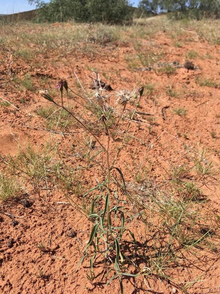 Othake (Palafoxia sphacelata)
