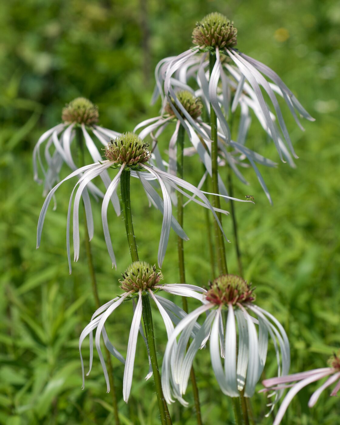 Pale Purple Coneflower (Echinacea pallida) — drooping narrow pale pink rays around tall conical orange-brown disc