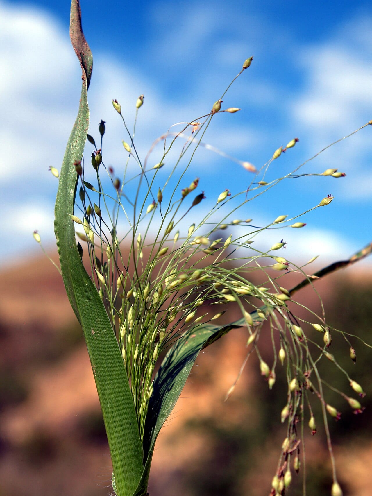 Witchgrass (Panicum capillare)