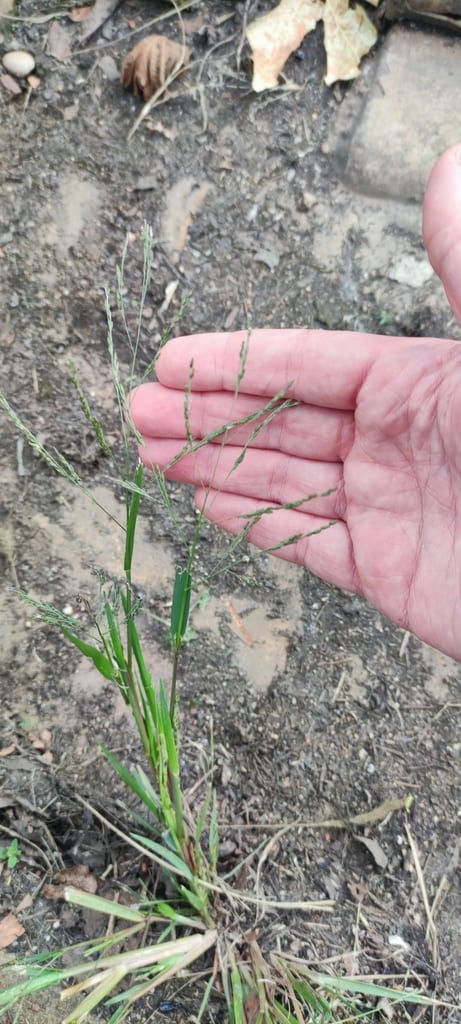 Fall panic grass (Panicum dichotomiflorum var. dichotomiflorum)