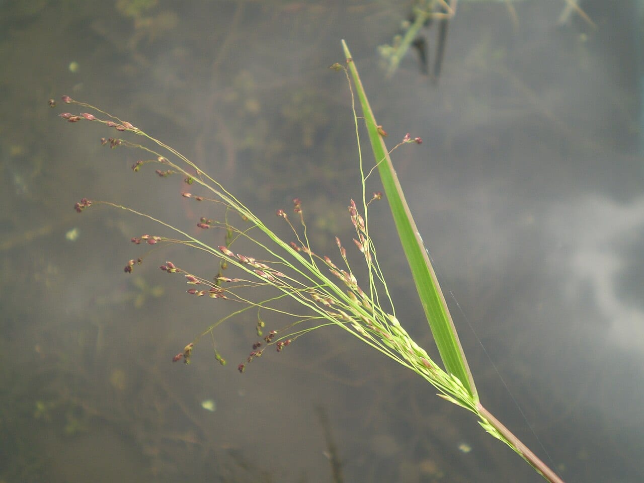 Fall panicgrass (Panicum dichotomiflorum)