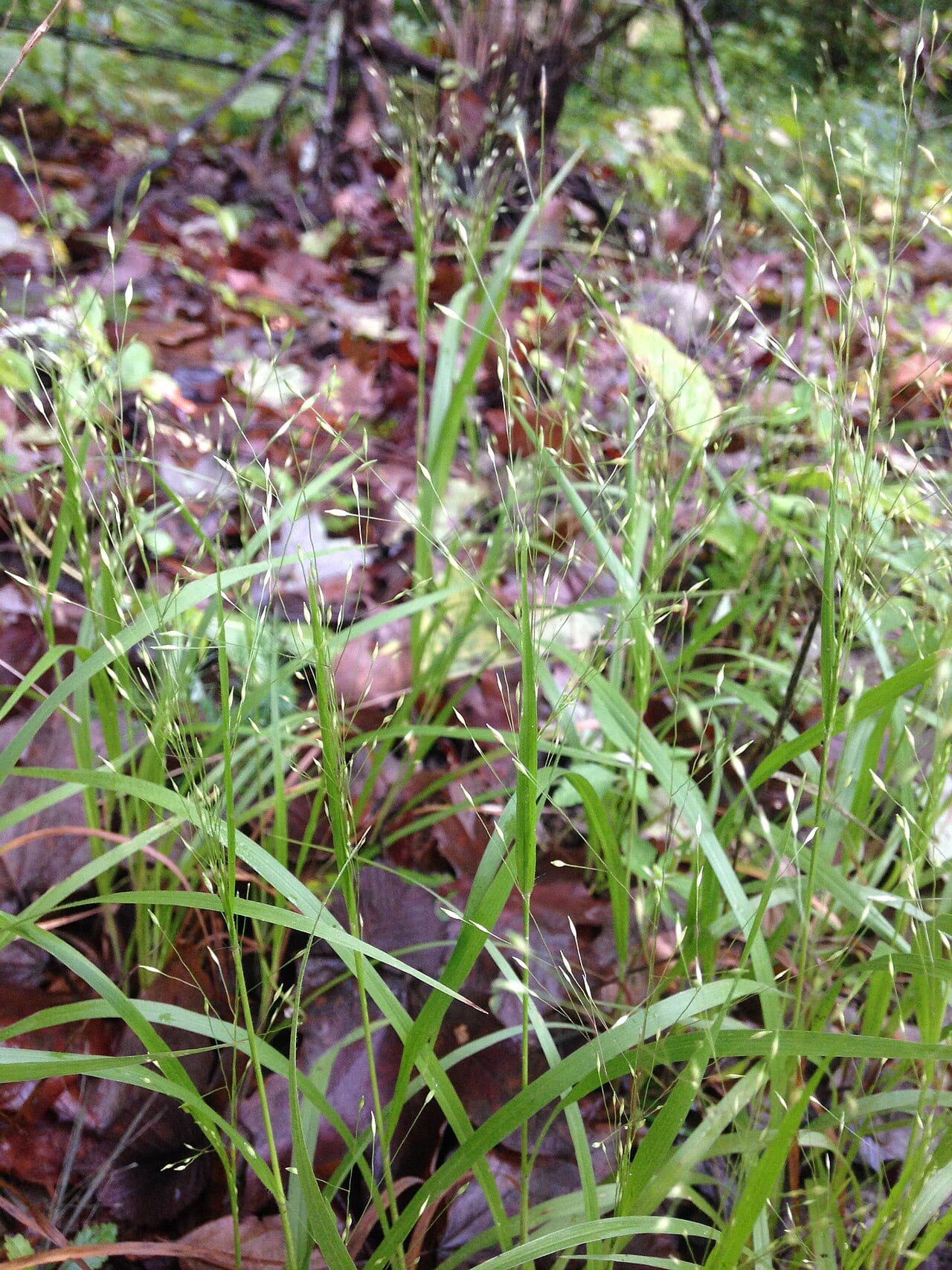 Wiry witch grass (Panicum flexile)