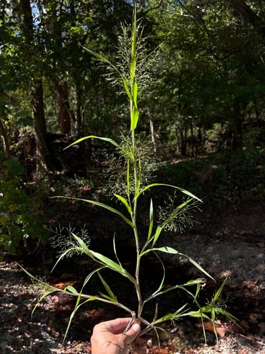 Gattinger's panic grass (Panicum gattingeri)