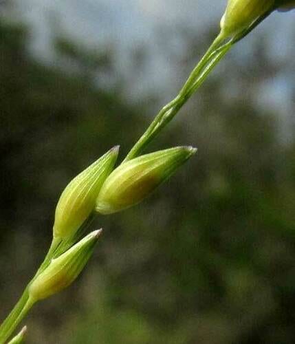 Hall's panicgrass (Panicum hallii)