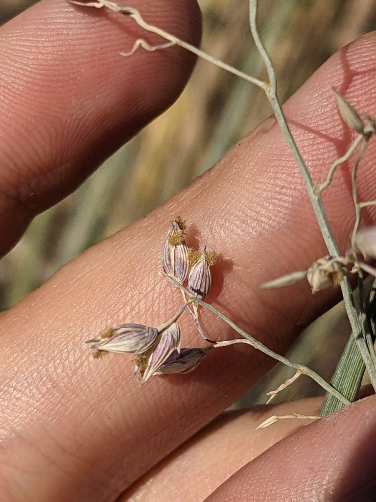 Havard's panicgrass (Panicum havardii)