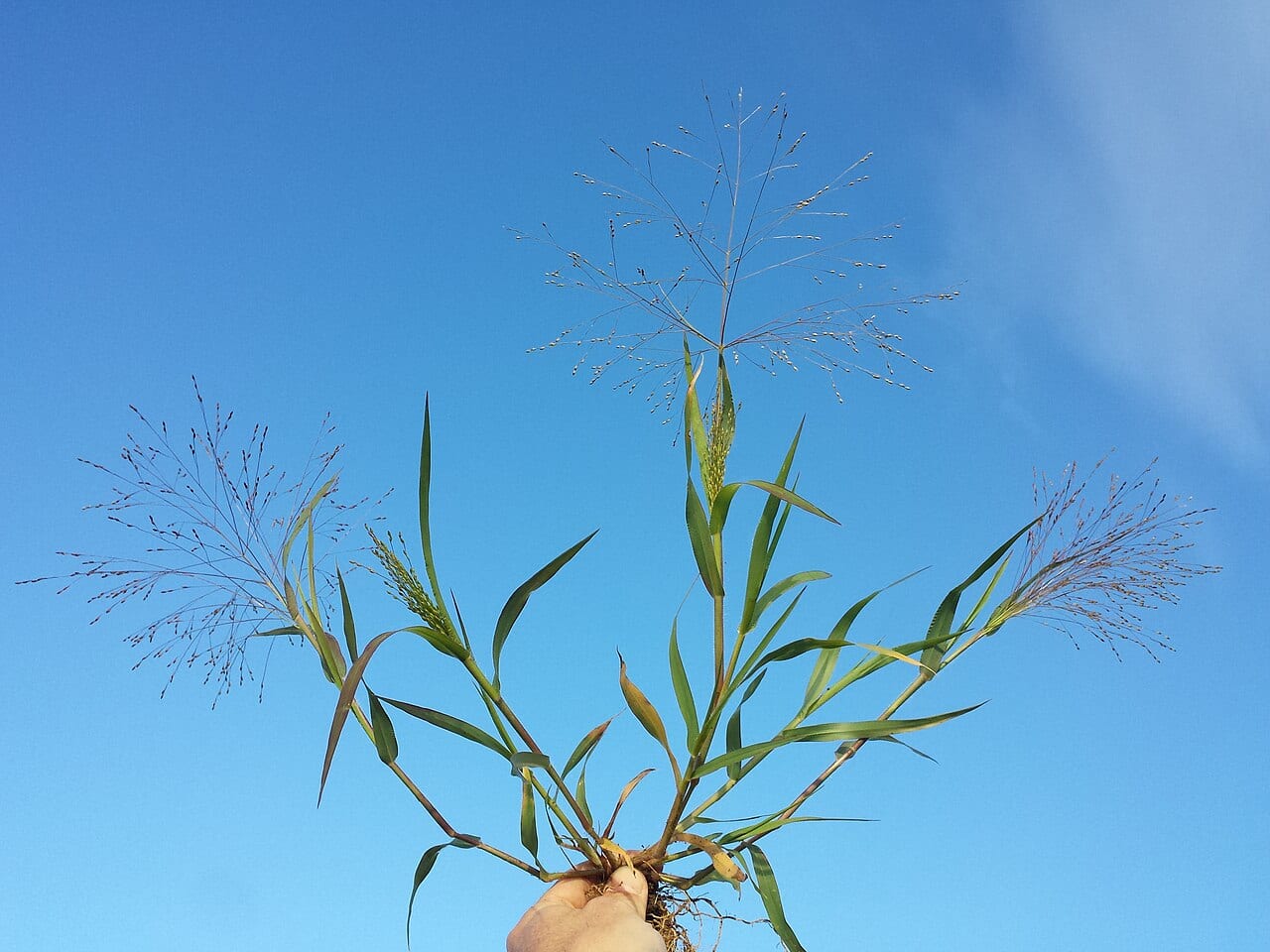 Hillman's panic grass (Panicum hillmanii)