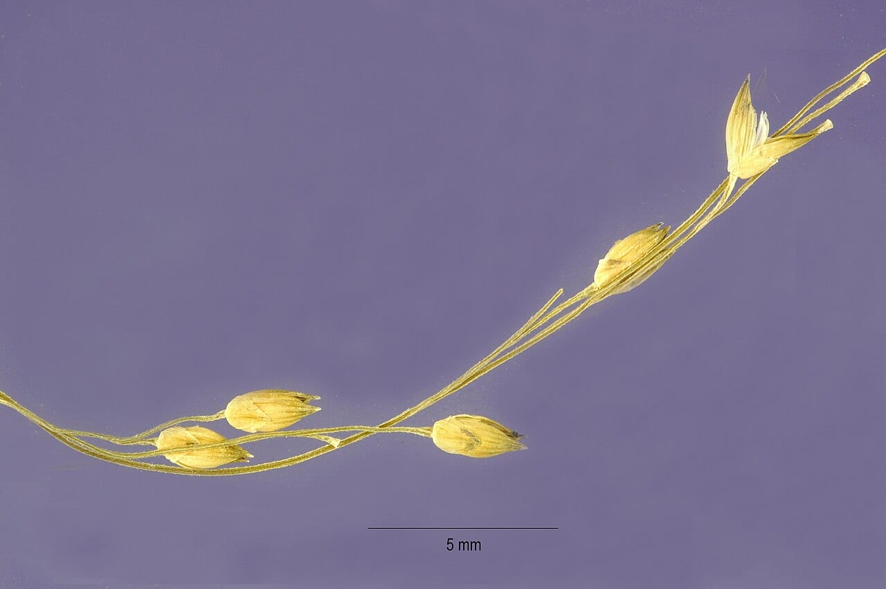 Mexican panic grass (Panicum hirticaule)