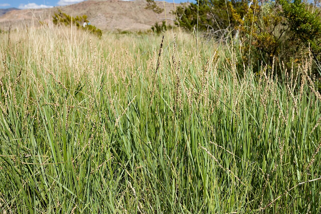 Vine mesquite (Panicum obtusum)