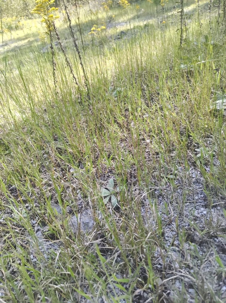 Philadelphia panicgrass (Panicum philadelphicum)