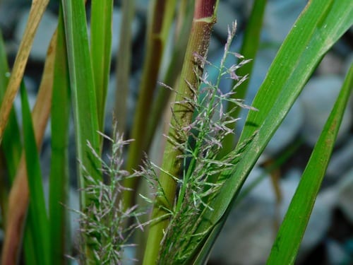 Redtop panic grass (Panicum rigidulum var. elongatum)