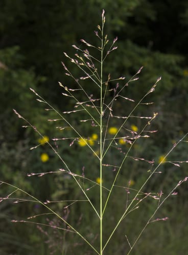 Switchgrass (Panicum virgatum var. virgatum)